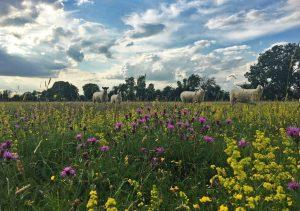 Aylesbury Vale Natural Burial Meadow landscape